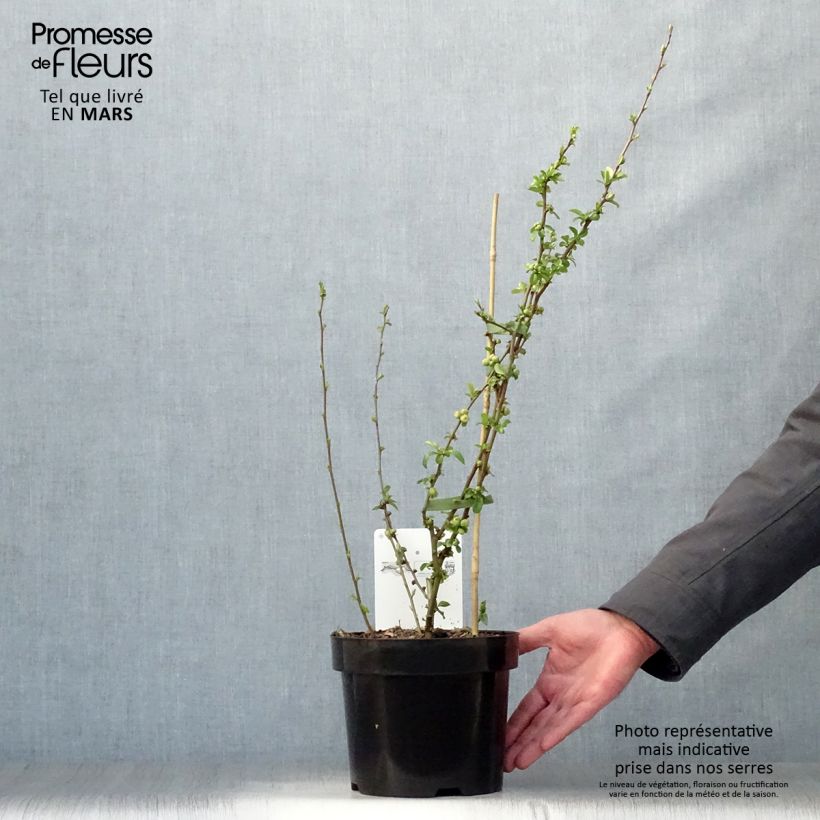 Spécimen de Cognassier du Japon - Chaenomeles x superba Etna Pot de 2L/3L tel que livré au printemps