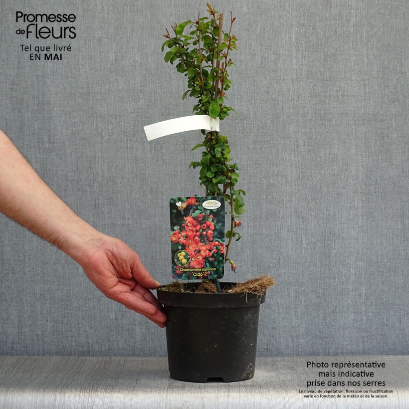 Spécimen de Cognassier du Japon Cido - Chaenomeles japonica Pot de 2L/3L tel que livré au printemps