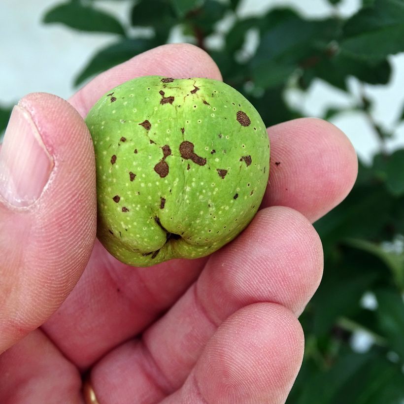 Cognassier du Japon Clementine - Chaenomeles superba (Récolte)