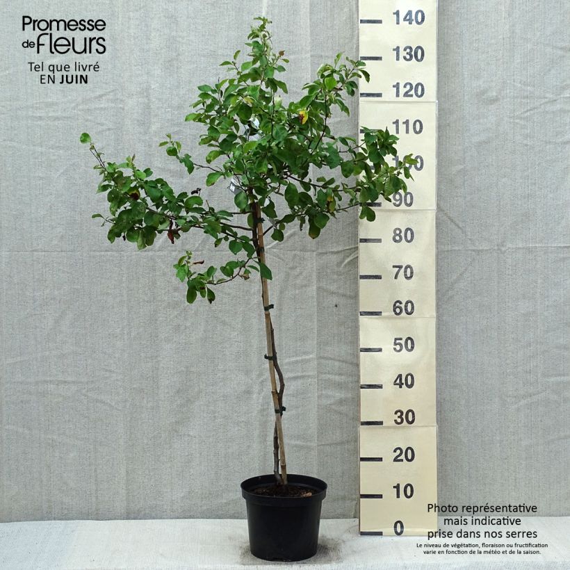 Spécimen de Cognassier du Japon Crimson and Gold - Chaenomeles superba - Pot de 4L/5L tel que livré au printemps