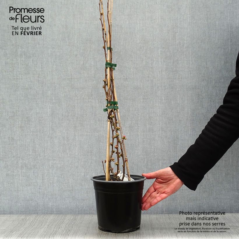 Spécimen de Cognassier du Japon Eximia - Chaenomeles speciosa  tel que livré en hiver