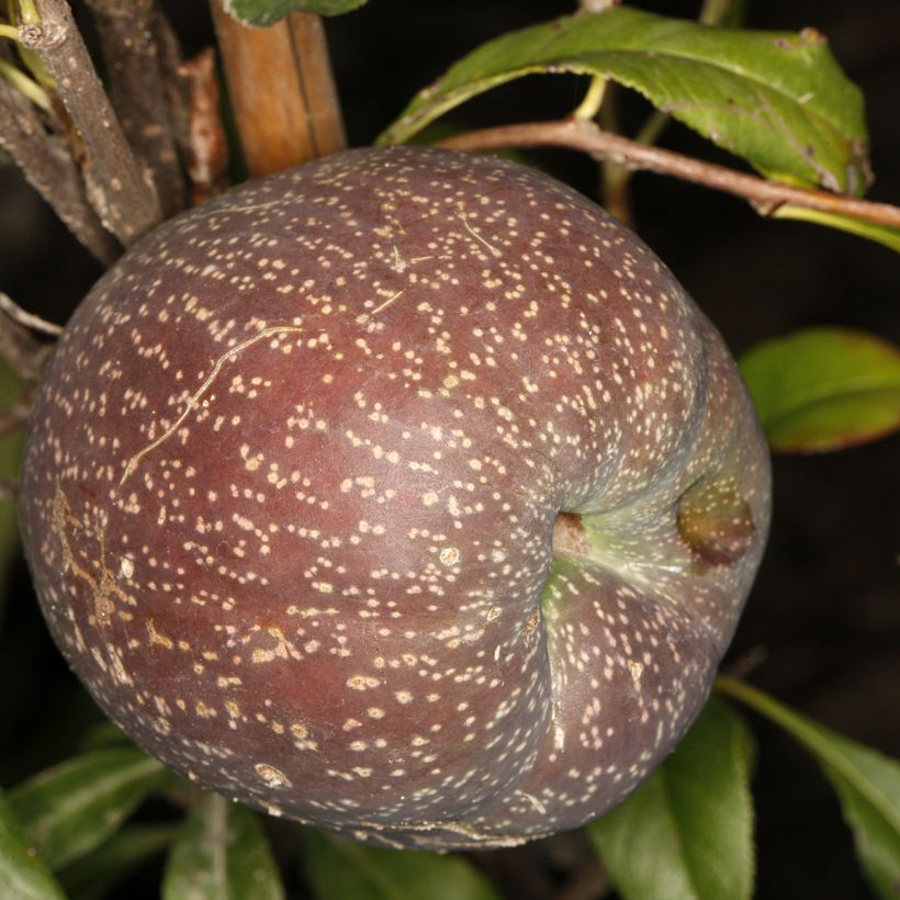 Cognassier du Japon Flocon Rose - Chaenomeles speciosa (Récolte)