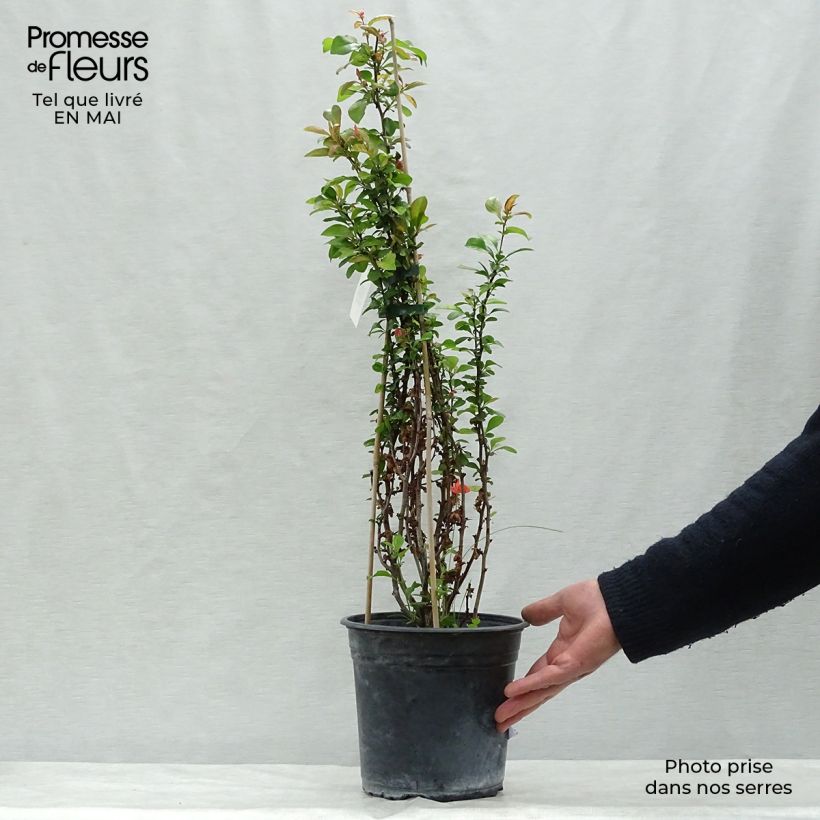 Spécimen de Cognassier du Japon Friesdorfer - Chaenomeles speciosa en pot de 3/4L tel que livré au printemps