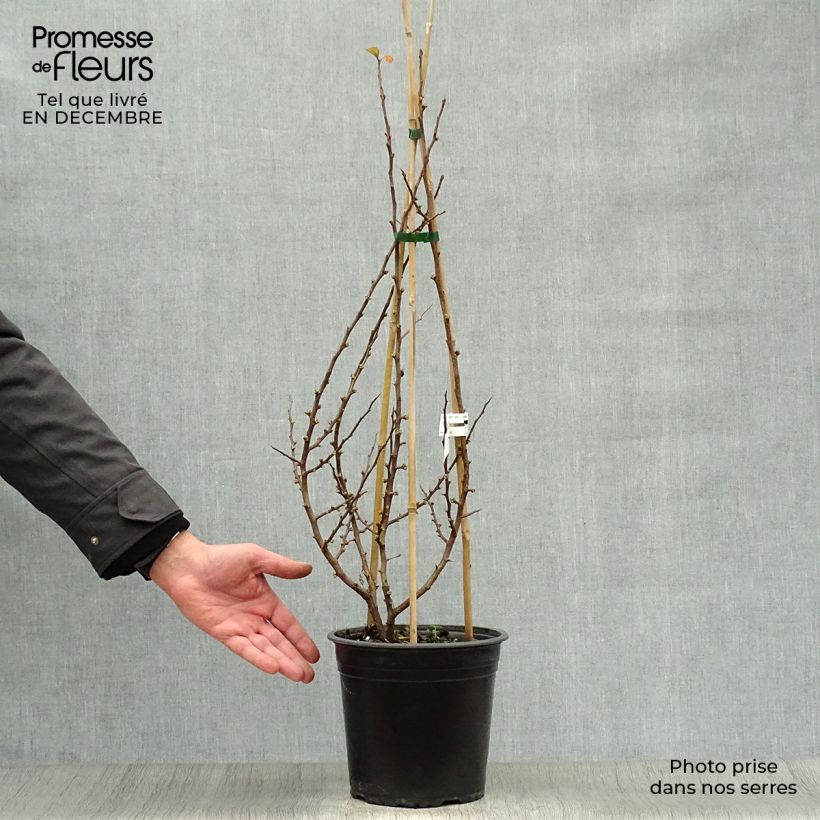 Spécimen de Cognassier du Japon Friesdorfer - Chaenomeles speciosa  tel que livré en hiver