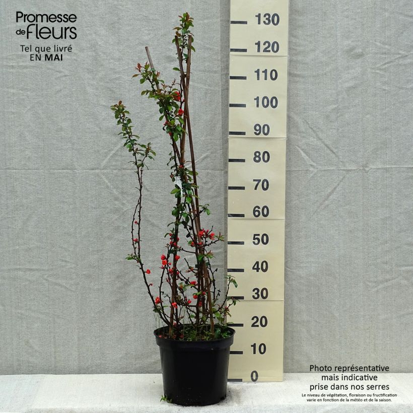 Spécimen de Cognassier du Japon Friesdorfer - Chaenomeles speciosa en pot de 7,5l/10l tel que livré au printemps