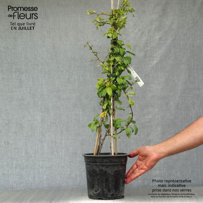 Spécimen de Cognassier du Japon Hot Fire - Chaenomeles speciosa  Pot de 4L/5L tel que livré en été
