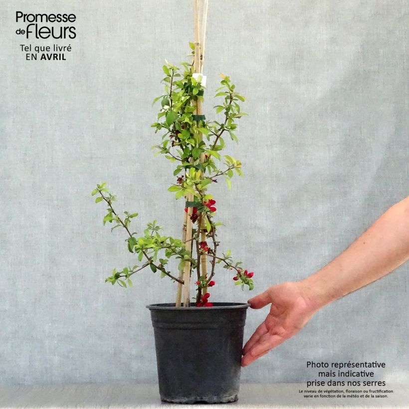 Spécimen de Cognassier du Japon Hot Fire - Chaenomeles speciosa en pot de 4/5L tel que livré au printemps