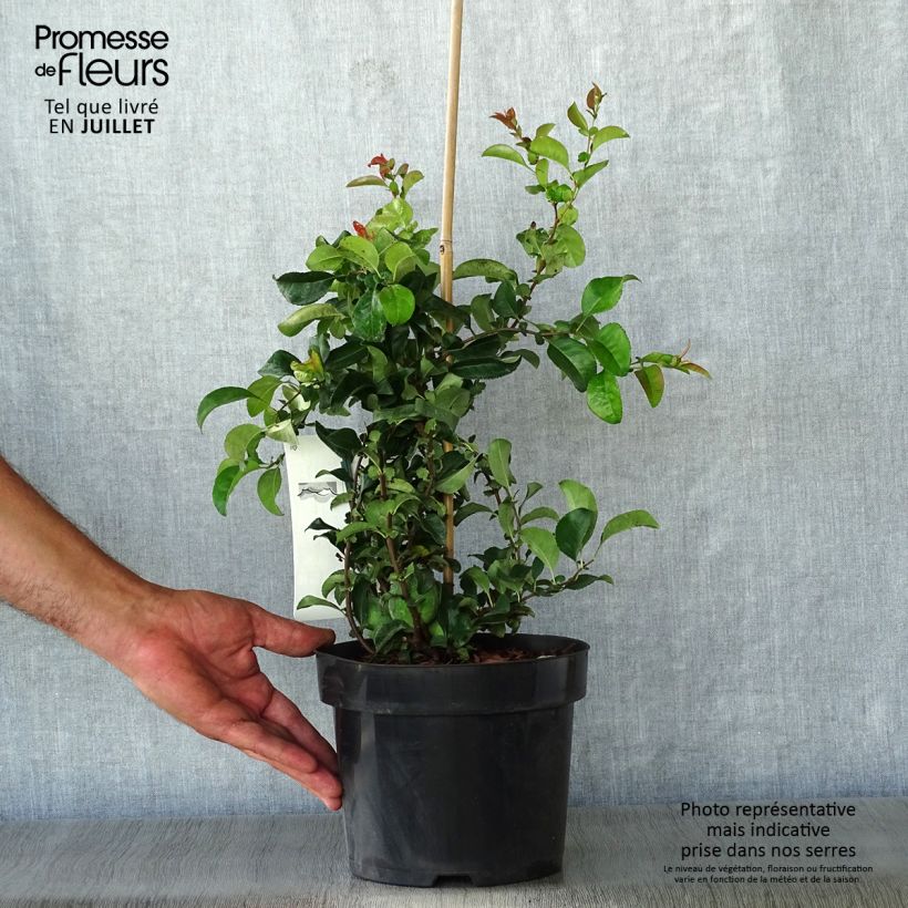 Spécimen de Cognassier du Japon Jet Trail - Chaenomeles superba  Pot de 3L/4L tel que livré en été