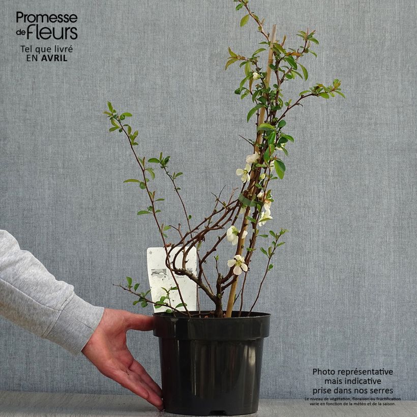 Spécimen de Cognassier du Japon Jet Trail - Chaenomeles superba  Pot de 3L/4L tel que livré au printemps