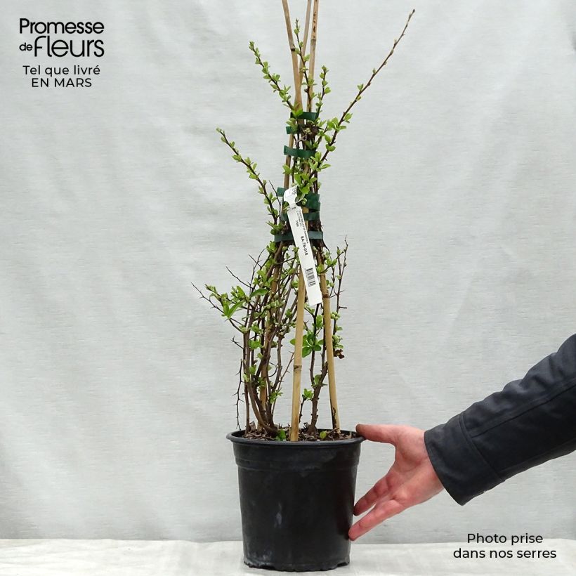 Spécimen de Cognassier du Japon Kinshiden - Chaenomeles speciosa en pot de 3/4L tel que livré au printemps