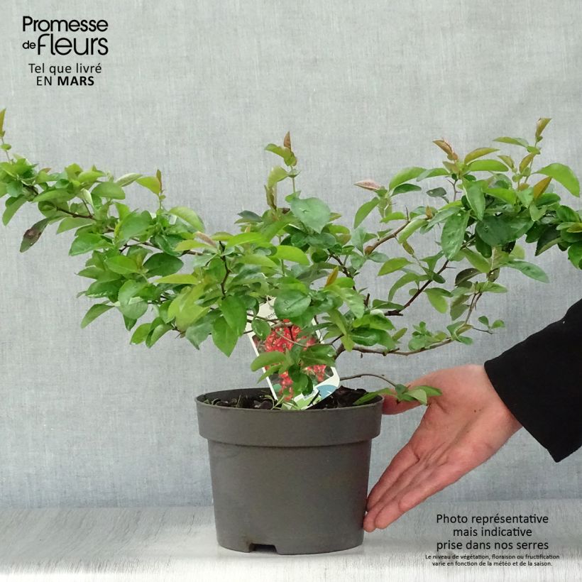 Spécimen de Chaenomeles superba Nicoline - Chaenomeles superba Pot de 2L/3LHauteur livrée env. 30/40cm tel que livré au printemps