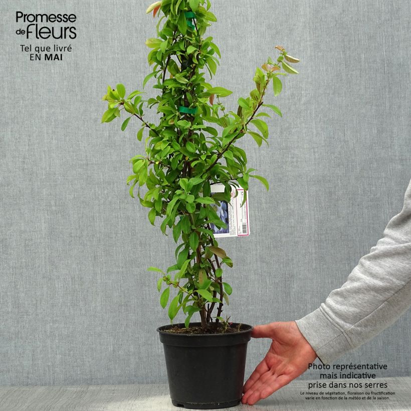 Spécimen de Cognassier du Japon Nivalis - Chaenomeles speciosa  Pot de 2L/3L tel que livré au printemps