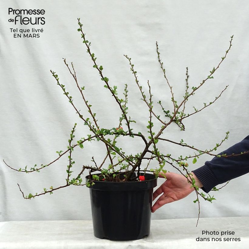 Spécimen de Cognassier du Japon Orange Storm - Chaenomeles speciosa Pot de 7,5L/10LHauteur livrée env. 60/80cm tel que livré au printemps