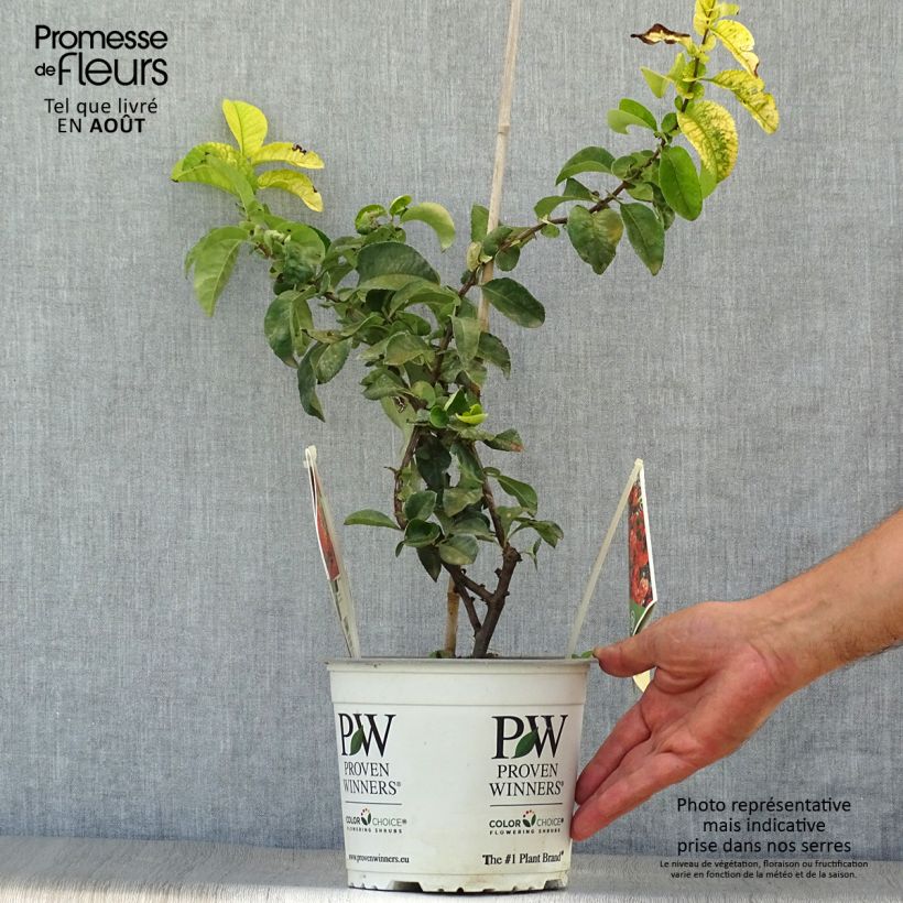 Spécimen de Cognassier du Japon Orange Storm - Chaenomeles speciosa Pot de 2L/3L tel que livré en été