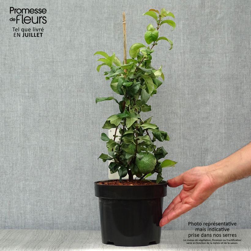 Spécimen de Cognassier du Japon Pink Lady - Chaenomeles superba  Pot de 2L/3L tel que livré en été