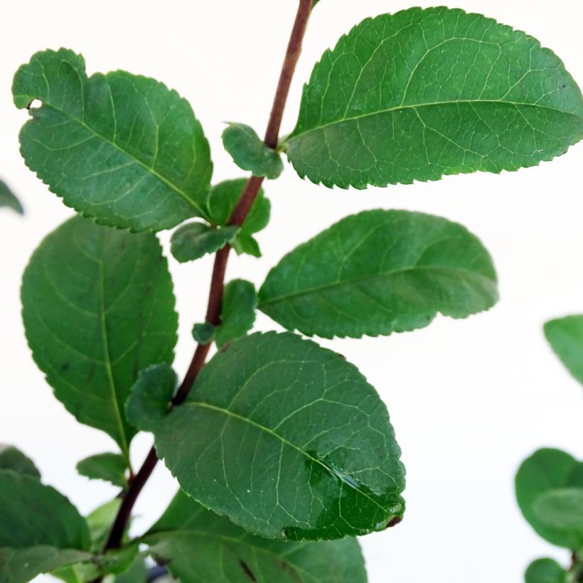 Cognassier du Japon Pink Storm - Chaenomeles speciosa  (Feuillage)