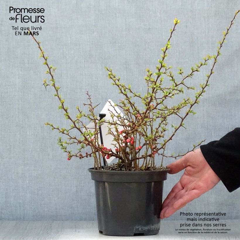 Spécimen de Cognassier du Japon Red Joy - Chaenomeles superba  Pot de 2L/3L tel que livré au printemps