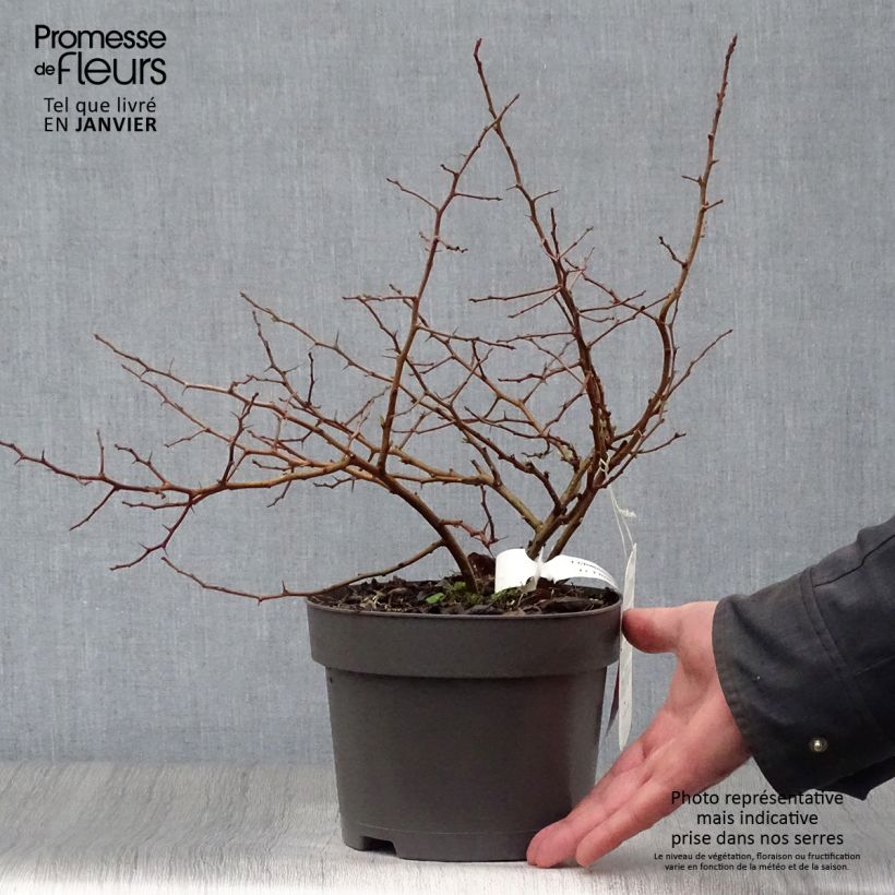 Spécimen de Cognassier du Japon Sargentii - Chaenomeles japonica tel que livré en hiver
