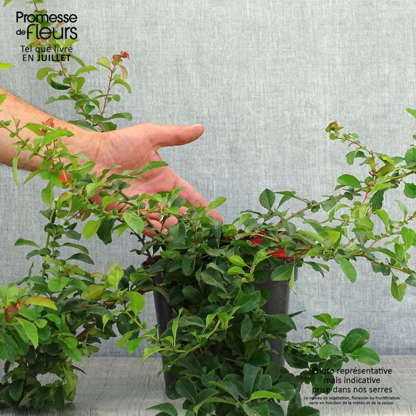 Spécimen de Cognassier du Japon Sargentii - Chaenomeles japonica Pot de 3L/4L tel que livré en été
