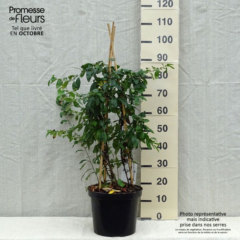 Spécimen de Cognassier du Japon Yukigoten  - Chaenomeles speciosa Pot de 7,5L/10L tel que livré en automne