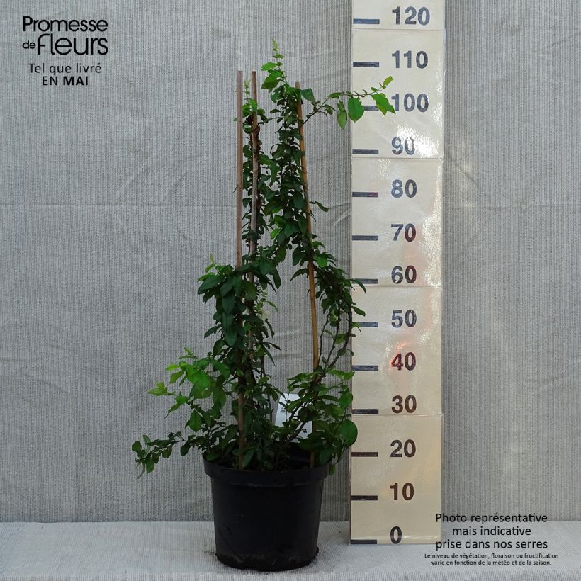 Spécimen de Cognassier du Japon Yukigoten  - Chaenomeles speciosa Pot de 7,5L/10LHauteur livrée env. 80/100cm tel que livré au printemps