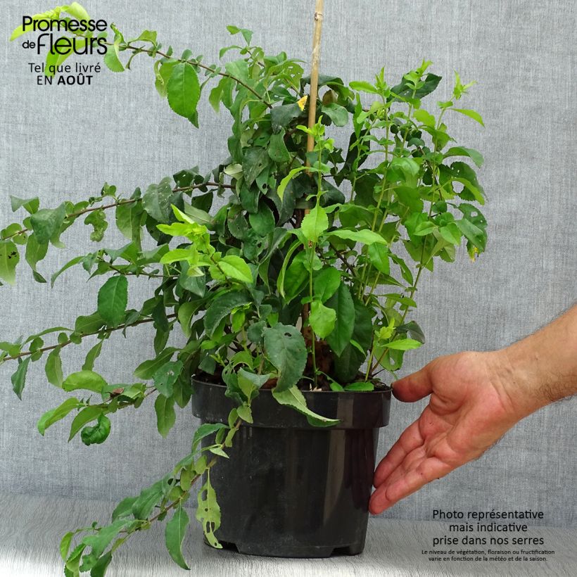 Spécimen de Cognassier du Japon Yukigoten  - Chaenomeles speciosa Pot de 3L/4L tel que livré en été