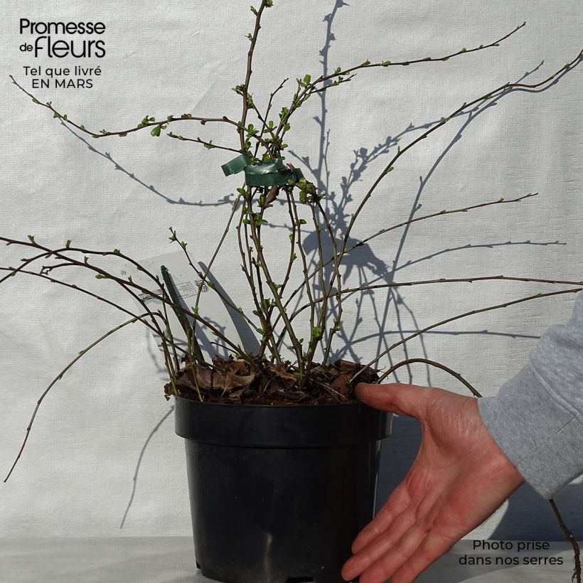 Spécimen de Cognassier du Japon Yukigoten  - Chaenomeles speciosa Pot de 3L/4LHauteur livrée env. 30/40cm tel que livré au printemps
