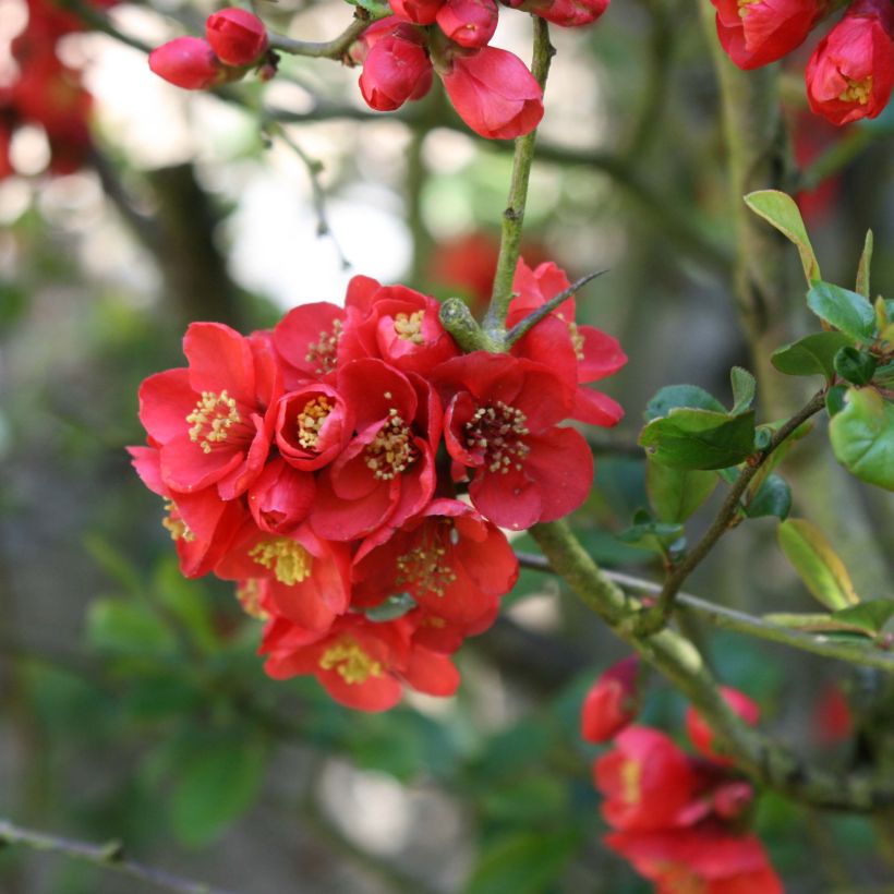 Cognassier du Japon Fire dance - Chaenomeles speciosa  (Floraison)