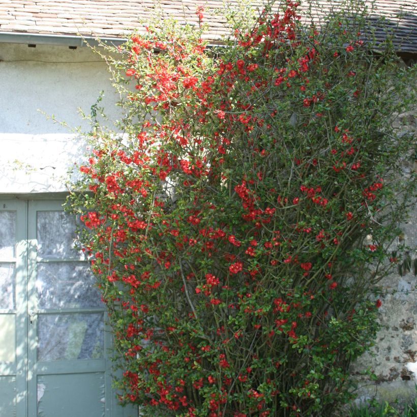 Cognassier du Japon Fire dance - Chaenomeles speciosa  (Port)