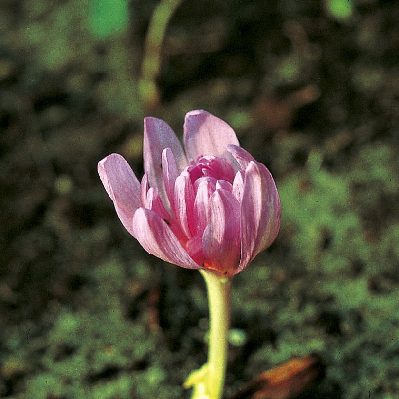 Colchicum autumnale Pleniflorum ou Roseum Plenum - Colchique d'automne (Floraison)
