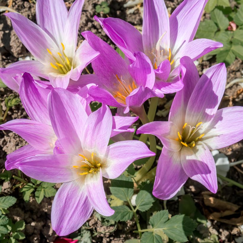 Colchique Spéciosum (Floraison)