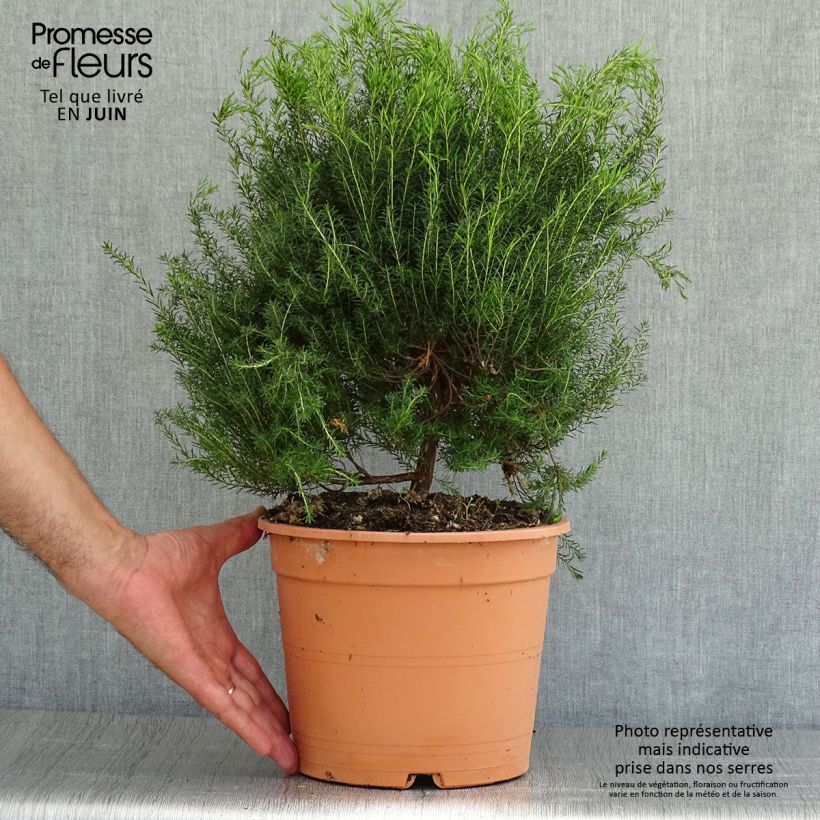 Spécimen de Coleonema pulchrum - Buisson confetti Pot de 4L/5L tel que livré en été