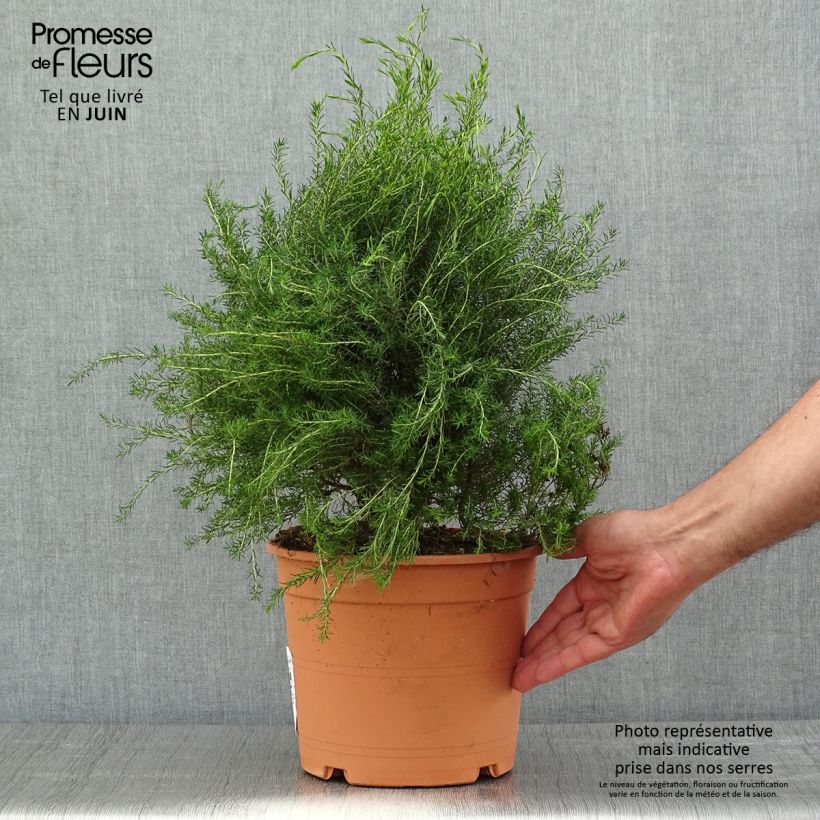 Spécimen de Coleonema pulchrum - Buisson confetti - Pot de 4/5L. tel que livré au printemps