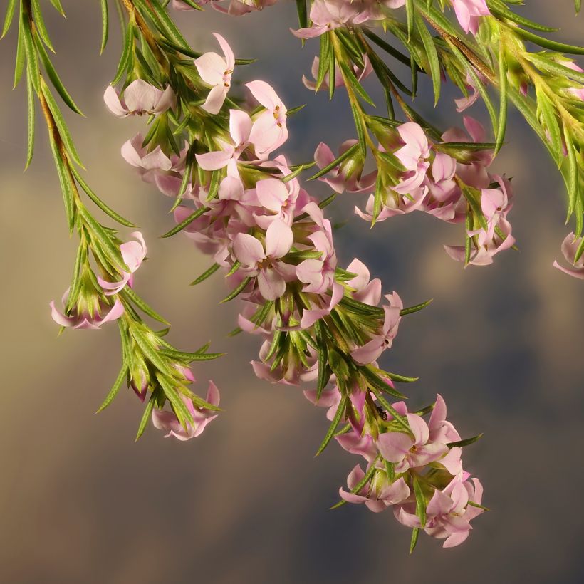 Coleonema pulchrum - Buisson confetti (Floraison)