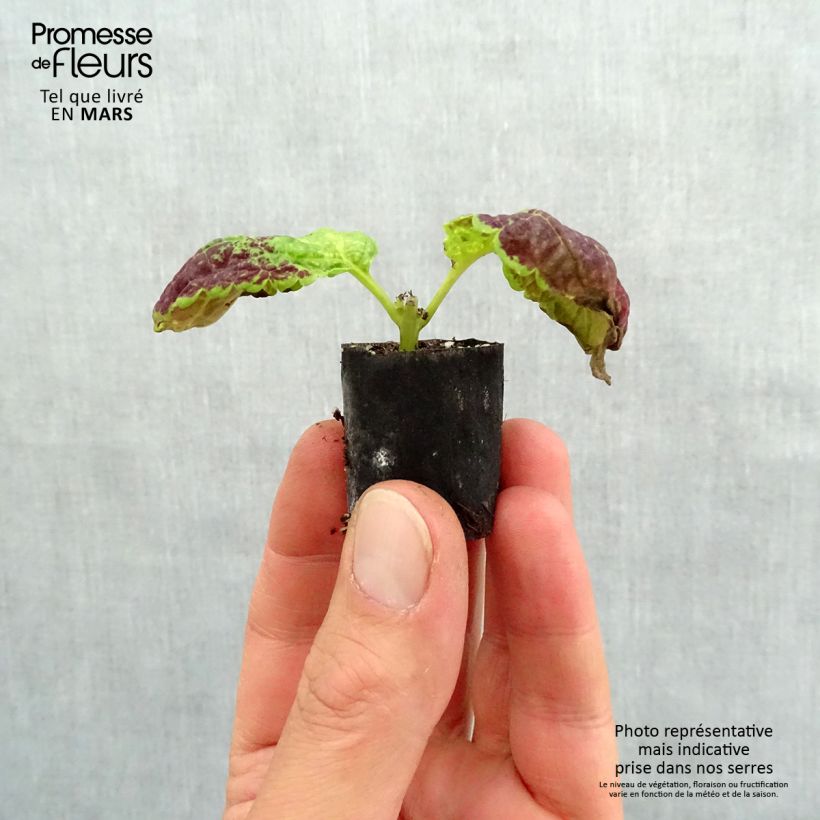 Spécimen de Coleus Copinto Bloody Mary Mini-motte 3 cm tel que livré au printemps