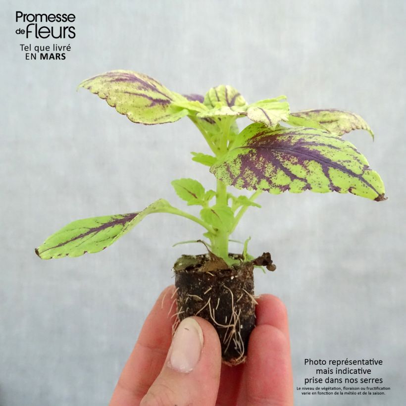 Spécimen de Coleus Copinto Caipirinha Mini-motte 3 cm tel que livré au printemps