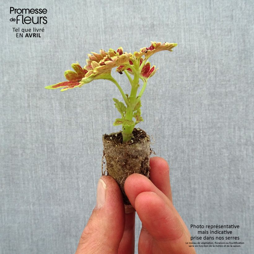 Spécimen de Coleus Copinto Cuba Libre Mini-motte 3 cm tel que livré au printemps