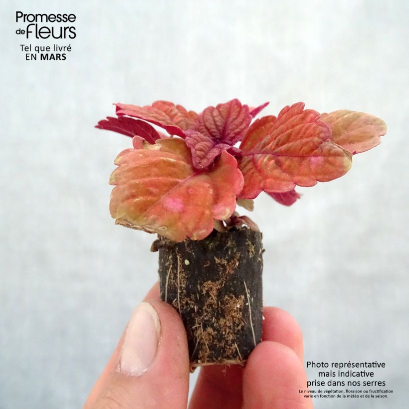 Spécimen de Coleus Copinto Long Island Ice Tea Mini-motte 3 cm tel que livré au printemps