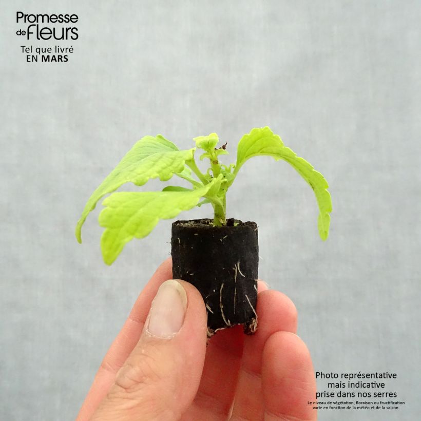 Spécimen de Coleus Copinto Margarita Mini-motte 3 cm tel que livré au printemps