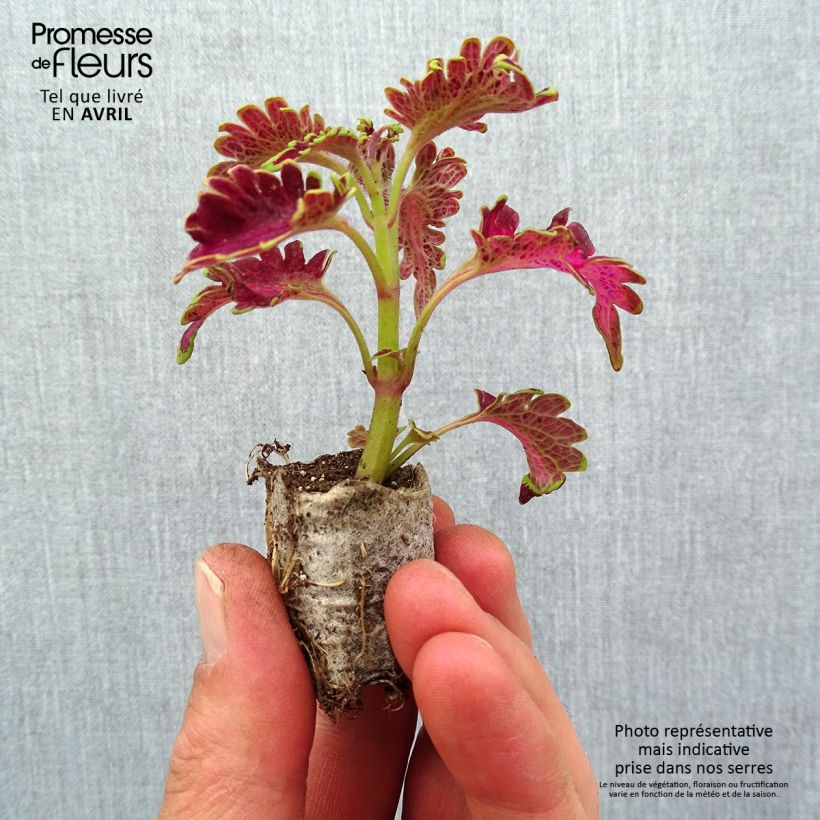Spécimen de Coleus Copinto Planter's Punch Mini-motte 3 cm tel que livré au printemps