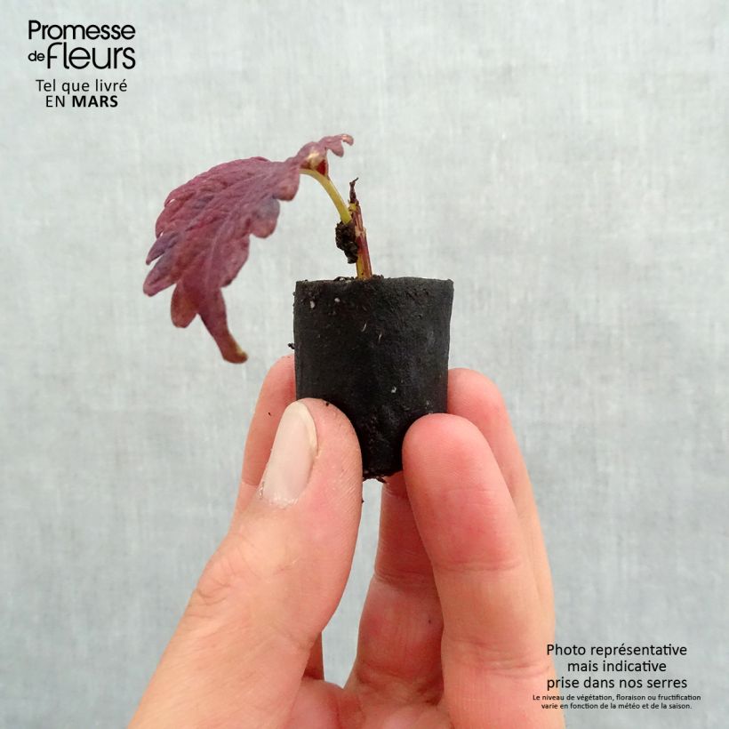 Spécimen de Coleus Copinto Sangria Mini-motte 3 cm tel que livré au printemps