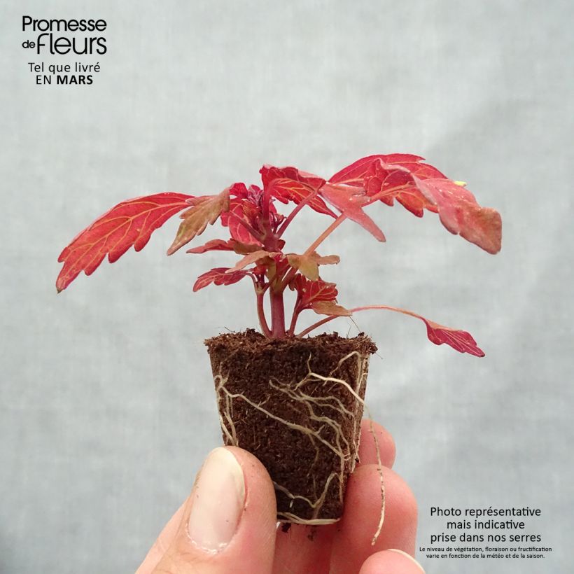 Spécimen de Coleus FlameThrower Habanero  Mini-motte 3,5 cm tel que livré au printemps