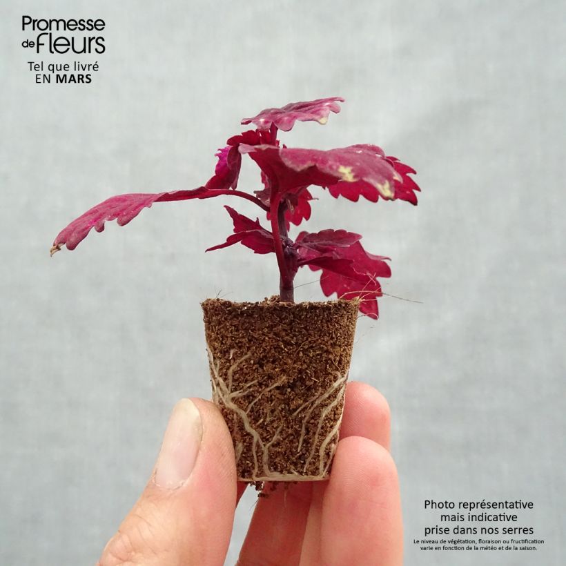 Spécimen de Coleus FlameThrower Salsa Roja Mini-motte 3,5 cm tel que livré au printemps