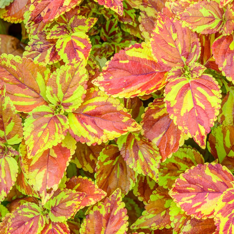 Coleus Golden Freckles (Feuillage)