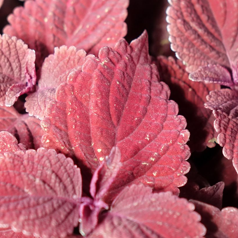 Coleus MS Second Street (Feuillage)