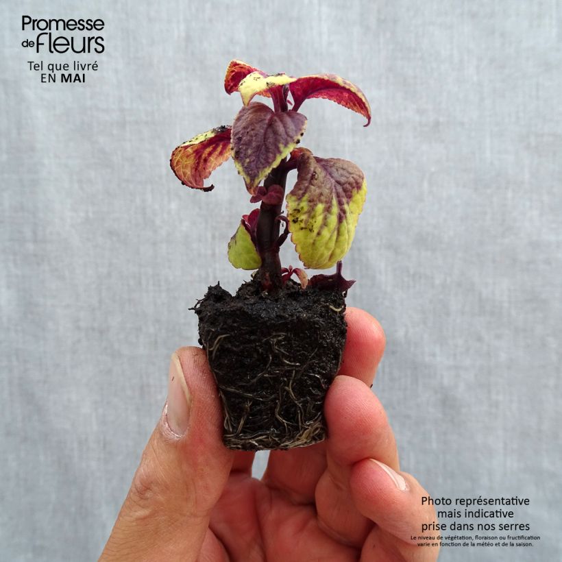 Spécimen de Coleus Pineapple Surprise Mini-motte Ø 3/4 cm tel que livré au printemps