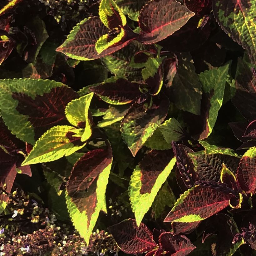 Coleus Pineapple Surprise (Feuillage)