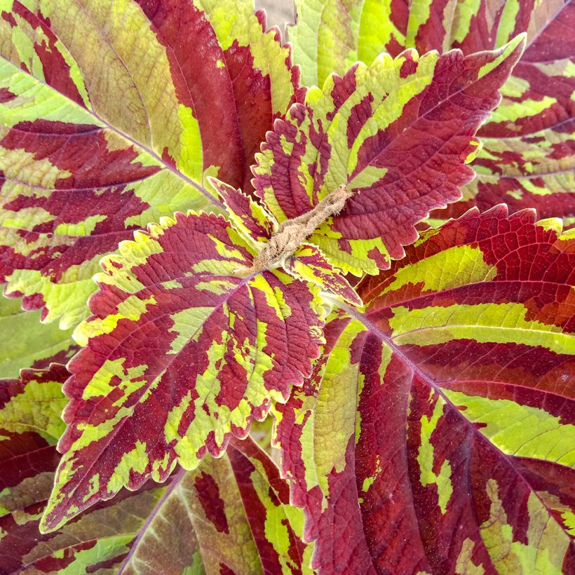 Coleus Premium Sun Mighty Mosaic (Feuillage)