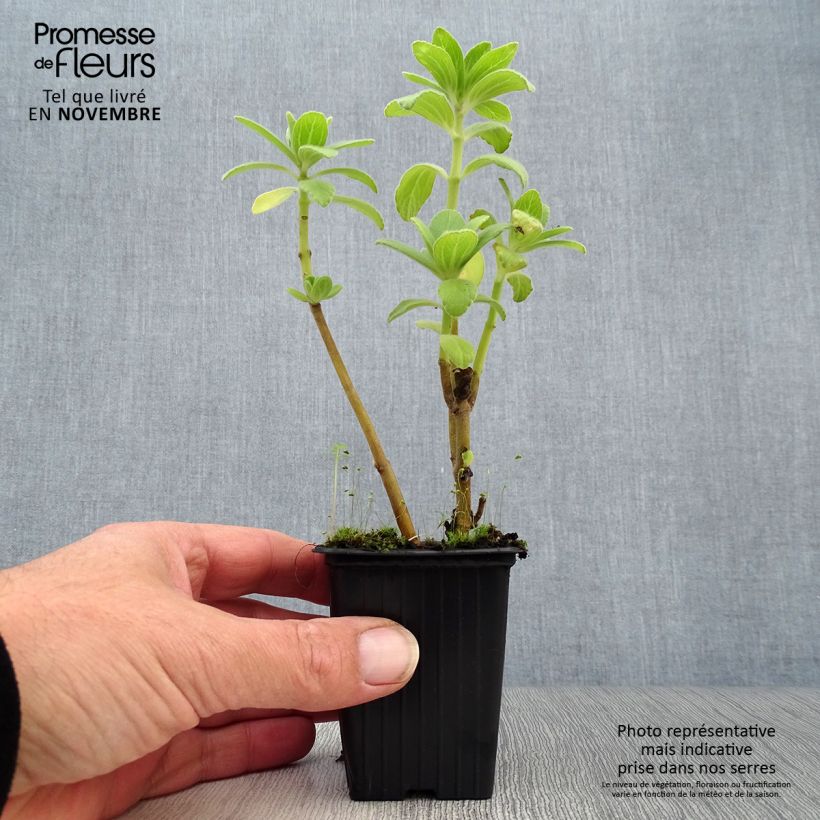 Spécimen de Coleus canina - éloigne chiens et chats - plante anti-chat Godet de 7/8 cm tel que livré en automne