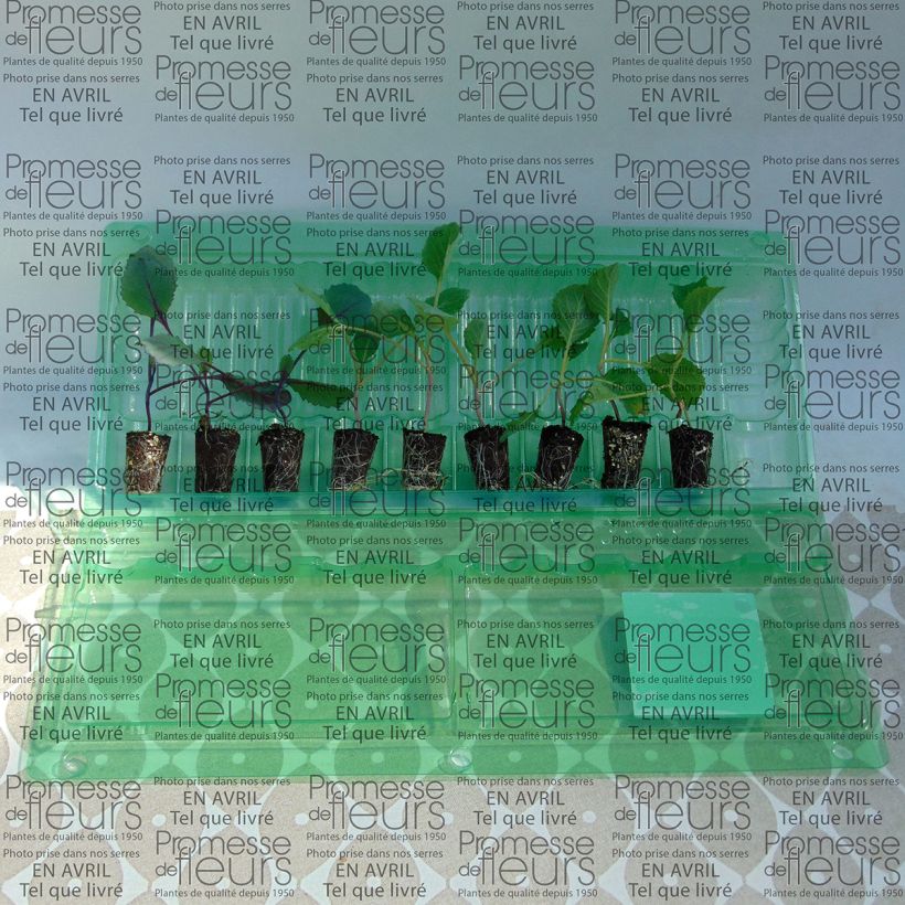 Exemple de spécimen de Collection 9 choux pommés en plants tel que livré